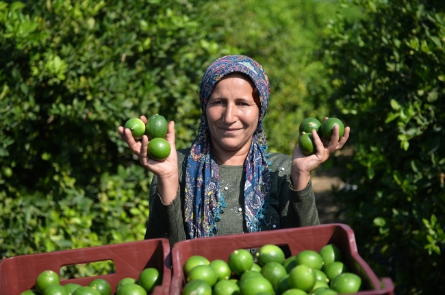 Limon hasadında kadın işçiler öne çıkıyor